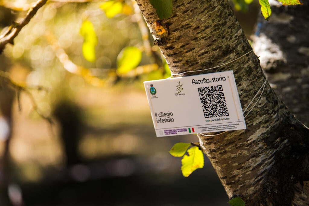 Targhetta Alberi Parlanti con QR code su un ulivo