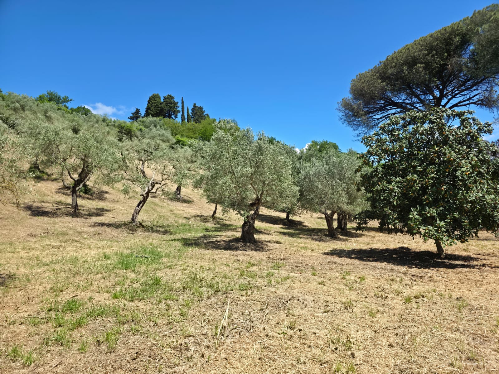 Oliveto di Fragneto Monforte