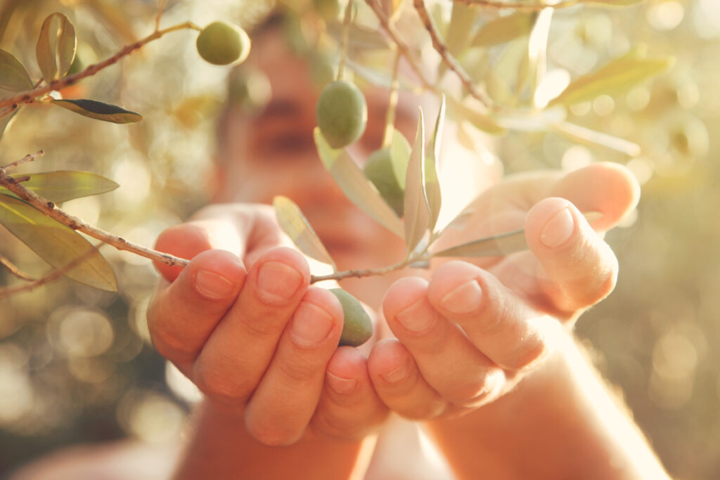 Olive raccolte a mano nel Sannio