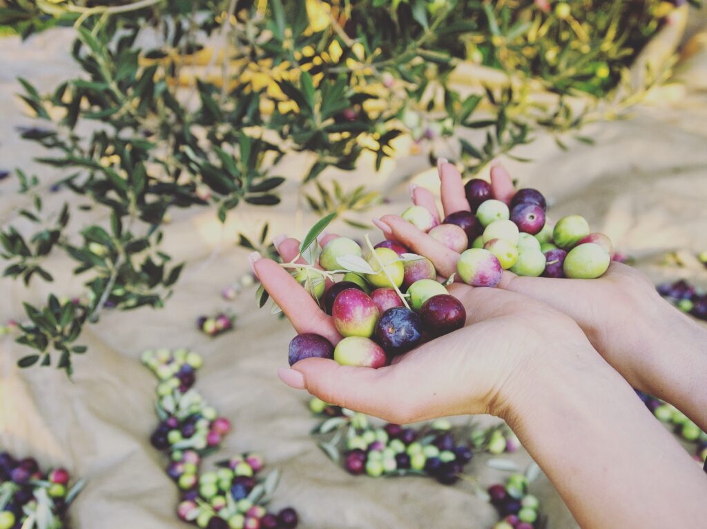 Olive appena raccolte tra le mani